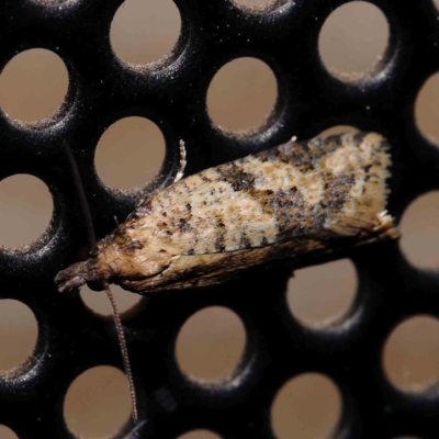 Merophyas therina (a Tortrix Moth) at Turner, ACT - 9 Jan 2024 by ConBoekel