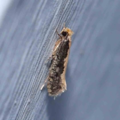 Monopis crocicapitella (Bird Nest Moth) at Turner, ACT - 7 Jan 2024 by ConBoekel