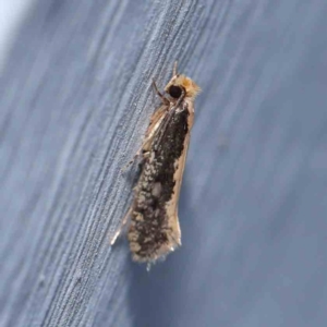 Monopis crocicapitella at Turner, ACT - 7 Jan 2024