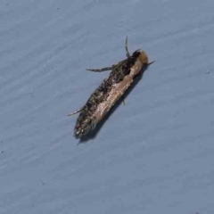 Monopis crocicapitella at Turner, ACT - 7 Jan 2024 09:12 PM