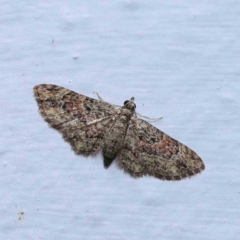 Chloroclystis catastreptes (Green and Brown Carpet) at Turner, ACT - 8 Jan 2024 by ConBoekel