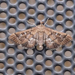 Nacoleia rhoeoalis (A Crambid moth (Spilomelinae) at Turner, ACT - 8 Jan 2024 by ConBoekel
