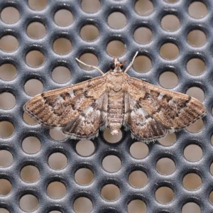 Nacoleia rhoeoalis at Turner, ACT - 8 Jan 2024 09:11 PM