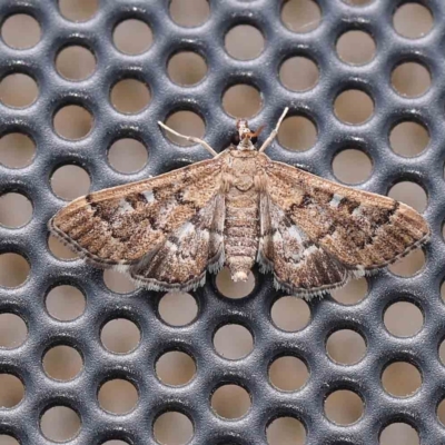 Nacoleia rhoeoalis (A Crambid moth (Spilomelinae) at Turner, ACT - 8 Jan 2024 by ConBoekel