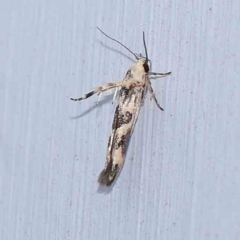 Stathmopoda melanochra (An Oecophorid moth (Eriococcus caterpillar)) at Turner, ACT - 9 Jan 2024 by ConBoekel