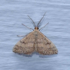 Scopula rubraria (Reddish Wave, Plantain Moth) at Turner, ACT - 8 Jan 2024 by ConBoekel