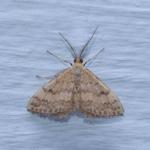 Scopula rubraria at Turner, ACT - 8 Jan 2024