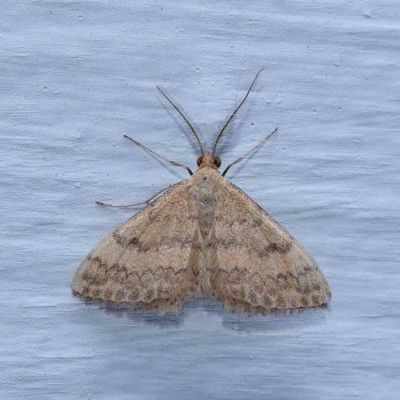 Scopula rubraria (Reddish Wave, Plantain Moth) at Turner, ACT - 8 Jan 2024 by ConBoekel