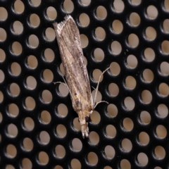 Achyra affinitalis (Cotton Web Spinner, Pyraustinae) at Turner, ACT - 10 Jan 2024 by ConBoekel