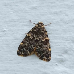 Halone sinuata (Rock Lichen Moth) at Turner, ACT - 11 Jan 2024 by ConBoekel