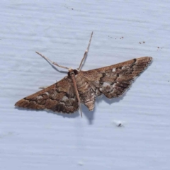 Nacoleia rhoeoalis (Spilomelinae) at Turner, ACT - 8 Jan 2024 by ConBoekel