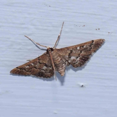 Nacoleia rhoeoalis (Spilomelinae) at Turner, ACT - 8 Jan 2024 by ConBoekel