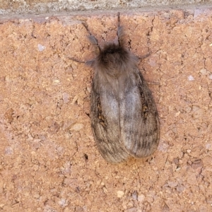 Leptocneria reducta at Sullivans Creek, Lyneham South - 12 Jan 2024