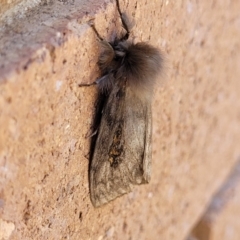 Leptocneria reducta at Sullivans Creek, Lyneham South - 12 Jan 2024