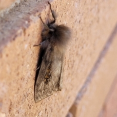 Leptocneria reducta at Sullivans Creek, Lyneham South - 12 Jan 2024