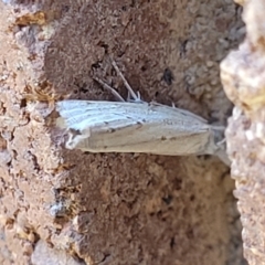 Culladia cuneiferellus (Crambinae moth) at Sullivans Creek, Lyneham South - 12 Jan 2024 by trevorpreston