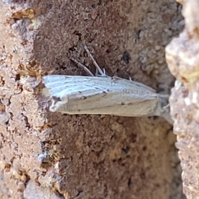 Culladia cuneiferellus (Crambinae moth) at Sullivans Creek, Lyneham South - 12 Jan 2024 by trevorpreston