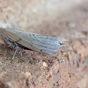 Culladia cuneiferellus at Sullivans Creek, Lyneham South - 12 Jan 2024