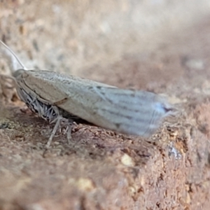 Culladia cuneiferellus at Sullivans Creek, Lyneham South - 12 Jan 2024