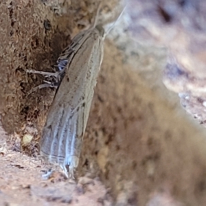 Culladia cuneiferellus at Sullivans Creek, Lyneham South - 12 Jan 2024