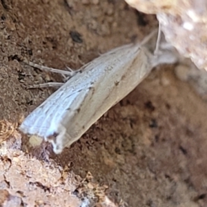 Culladia cuneiferellus at Sullivans Creek, Lyneham South - 12 Jan 2024 11:28 AM