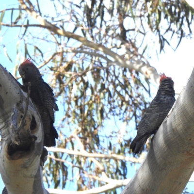 Callocephalon fimbriatum (Gang-gang Cockatoo) at Lions Youth Haven - Westwood Farm A.C.T. - 12 Jan 2024 by HelenCross