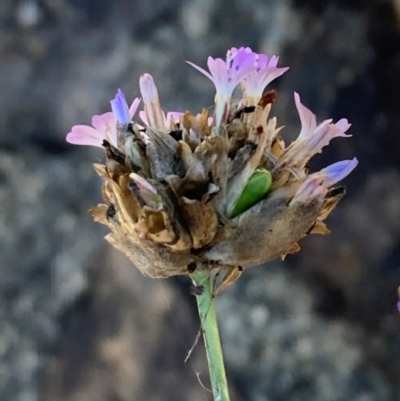 Petrorhagia nanteuilii (Proliferous Pink, Childling Pink) at Mount Ainslie to Black Mountain - 11 Jan 2024 by SilkeSma