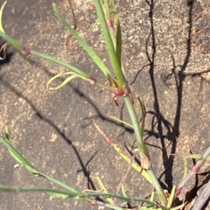 Petrorhagia nanteuilii at Mount Ainslie to Black Mountain - 12 Jan 2024 09:59 AM