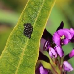 Asopinae sp. (Subfamily) (A predatory stink bug) at Cook, ACT - 22 Aug 2021 by Tammy