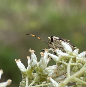 Oncocoris geniculatus at Red Hill NR (RED) - 7 Jan 2024