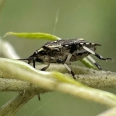 Oncocoris geniculatus at Red Hill NR (RED) - 7 Jan 2024