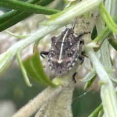 Oncocoris geniculatus at Red Hill NR (RED) - 7 Jan 2024