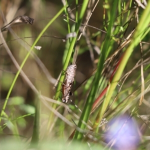 Phaulacridium vittatum at Cook, ACT - 1 Apr 2021