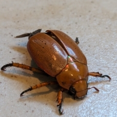 Anoplognathus sp. (genus) (Unidentified Christmas beetle) at Page, ACT - 12 Jan 2024 by CattleDog