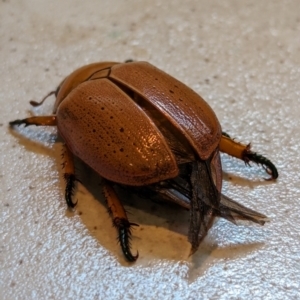 Anoplognathus sp. (genus) at Page, ACT - 12 Jan 2024