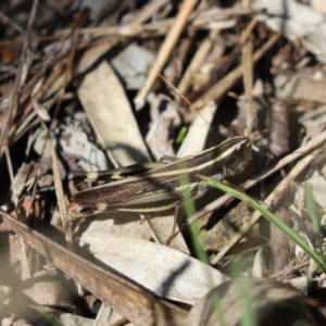 Macrotona australis at Cook, ACT - 17 Apr 2022 01:12 PM