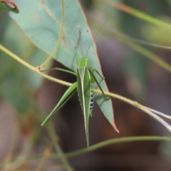 Tettigoniidae (family) (Unidentified katydid) at Laura, QLD - 7 Jun 2021 by Tammy