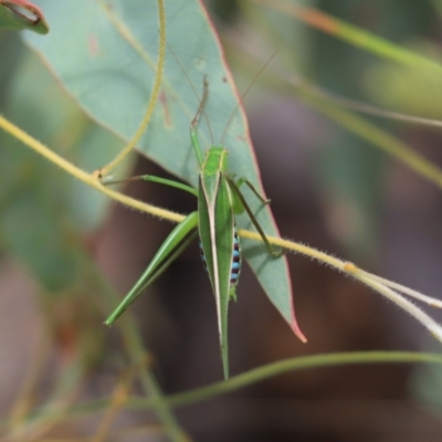 Tettigoniidae (family) (Unidentified katydid) at Laura, QLD - 7 Jun 2021 by Tammy