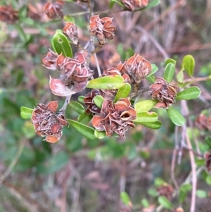 Pultenaea daphnoides at Mallacoota, VIC - 6 Dec 2023