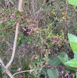 Pultenaea daphnoides at Mallacoota, VIC - 6 Dec 2023