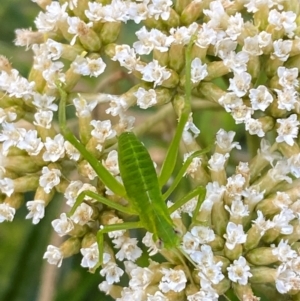 Caedicia simplex at Croajingolong National Park - 6 Dec 2023