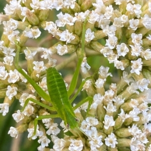 Caedicia simplex at Croajingolong National Park - 6 Dec 2023