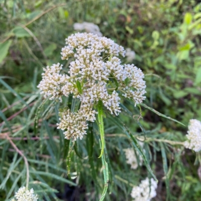 Cassinia longifolia (Shiny Cassinia, Cauliflower Bush) at Croajingolong National Park - 6 Dec 2023 by Tapirlord