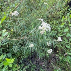 Cassinia longifolia at Croajingolong National Park - 6 Dec 2023 07:02 PM