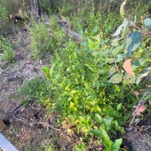 Goodenia ovata at Croajingolong National Park - 6 Dec 2023 07:01 PM