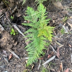 Pteridium esculentum (Bracken) at Wingan River, VIC - 6 Dec 2023 by Tapirlord