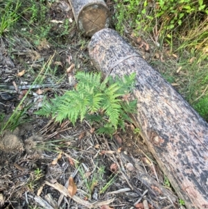 Pteridium esculentum at Croajingolong National Park - 6 Dec 2023