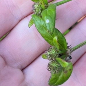 Opercularia aspera at Croajingolong National Park - 6 Dec 2023