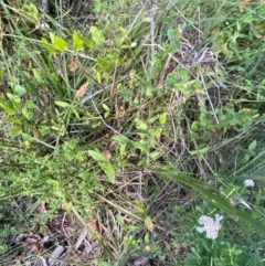 Opercularia aspera at Croajingolong National Park - 6 Dec 2023 07:00 PM