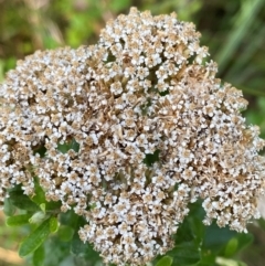 Ozothamnus cuneifolius (Wedge-leaf Everlasting) at Wingan River, VIC - 6 Dec 2023 by Tapirlord